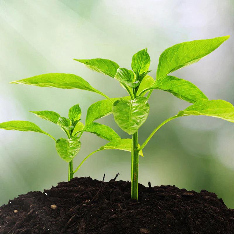 🌱 3 az 1-ben talajelemző mutatós kijelzővel – Méri a nedvességet, pH‑értéket és fényerősséget – Praktikus kerti eszköz otthoni növényekhez 🔥